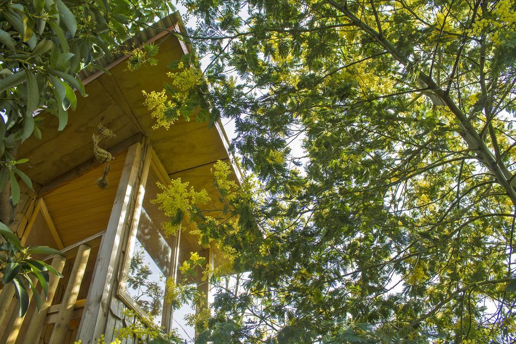 La Casa Del Árbol De Chiloé Villa Castro Buitenkant foto